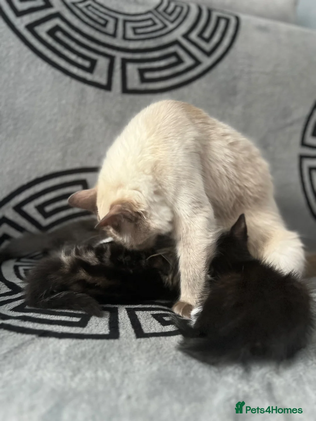 Ragdoll cats for sale: Beautiful fluffy kittens in Nottingham - Advert 1