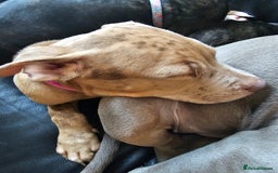 Bullmastiff dogs for sale: Female bullmastiff puppy  - Image 5