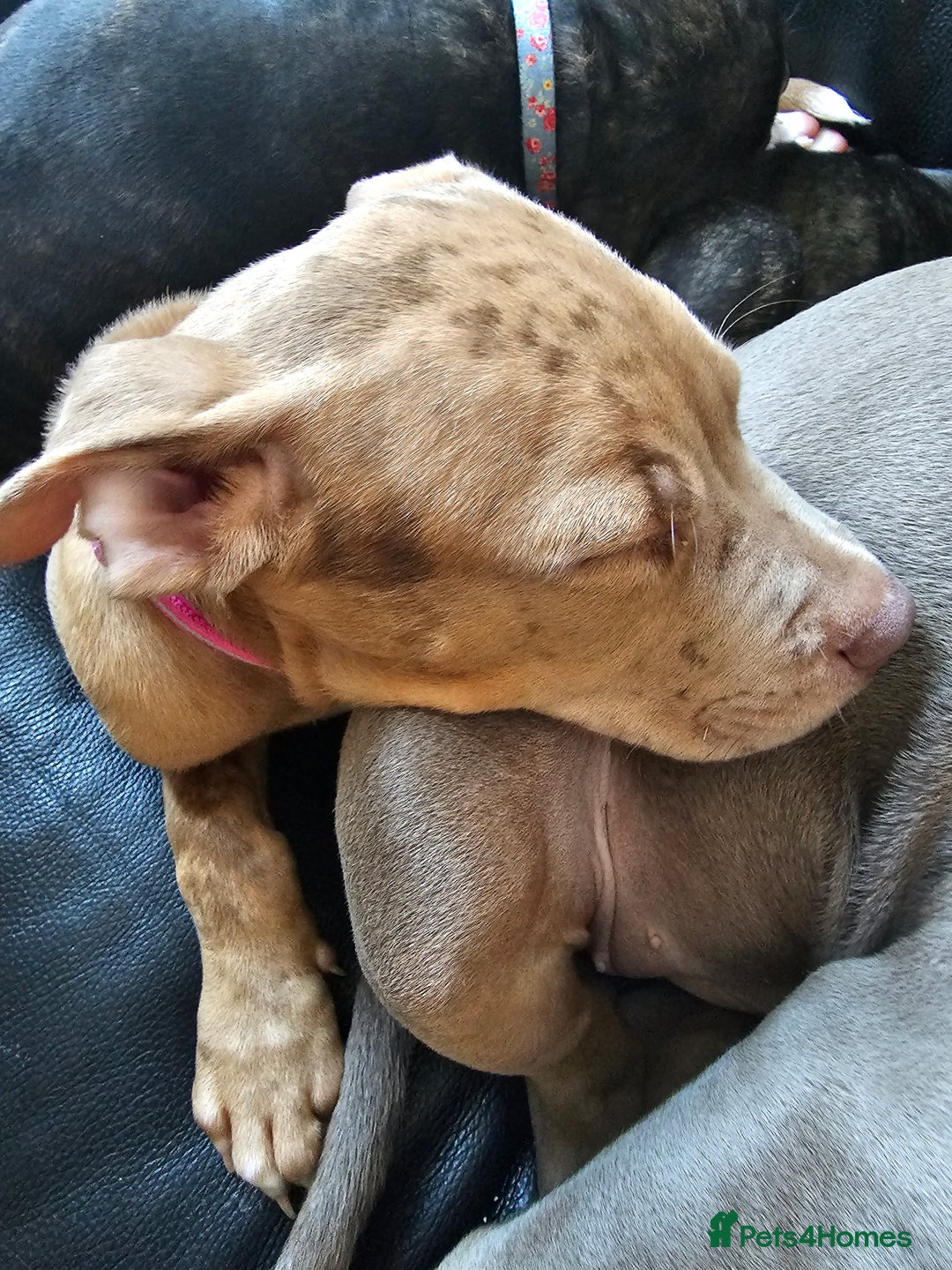 Bullmastiff dogs for sale: Female bullmastiff puppy  - Image 5