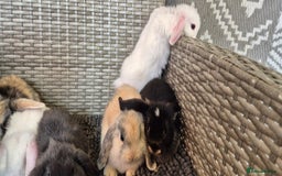 Mini Lop rabbits for sale: Mini Lop Baby Bunnies  - Image 12
