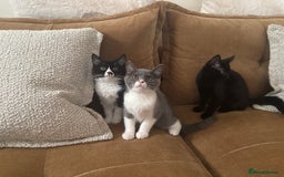 Mixed Breed cats for sale: Ready!!! Mixed British Shorthair  - Image 5