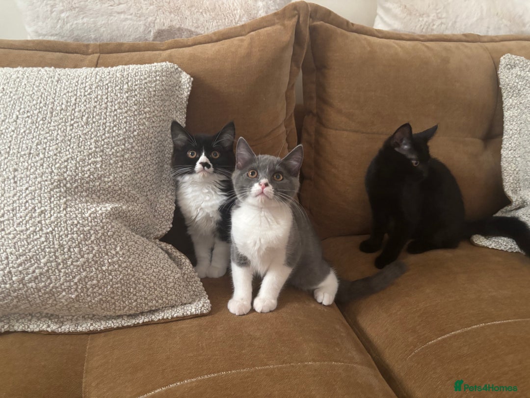 Mixed Breed cats for sale: Ready!!! Mixed British Shorthair  - Image 5