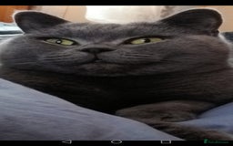 British Shorthair cats for sale: Pedigree British BSH girl for sale. Last one! - Image 7