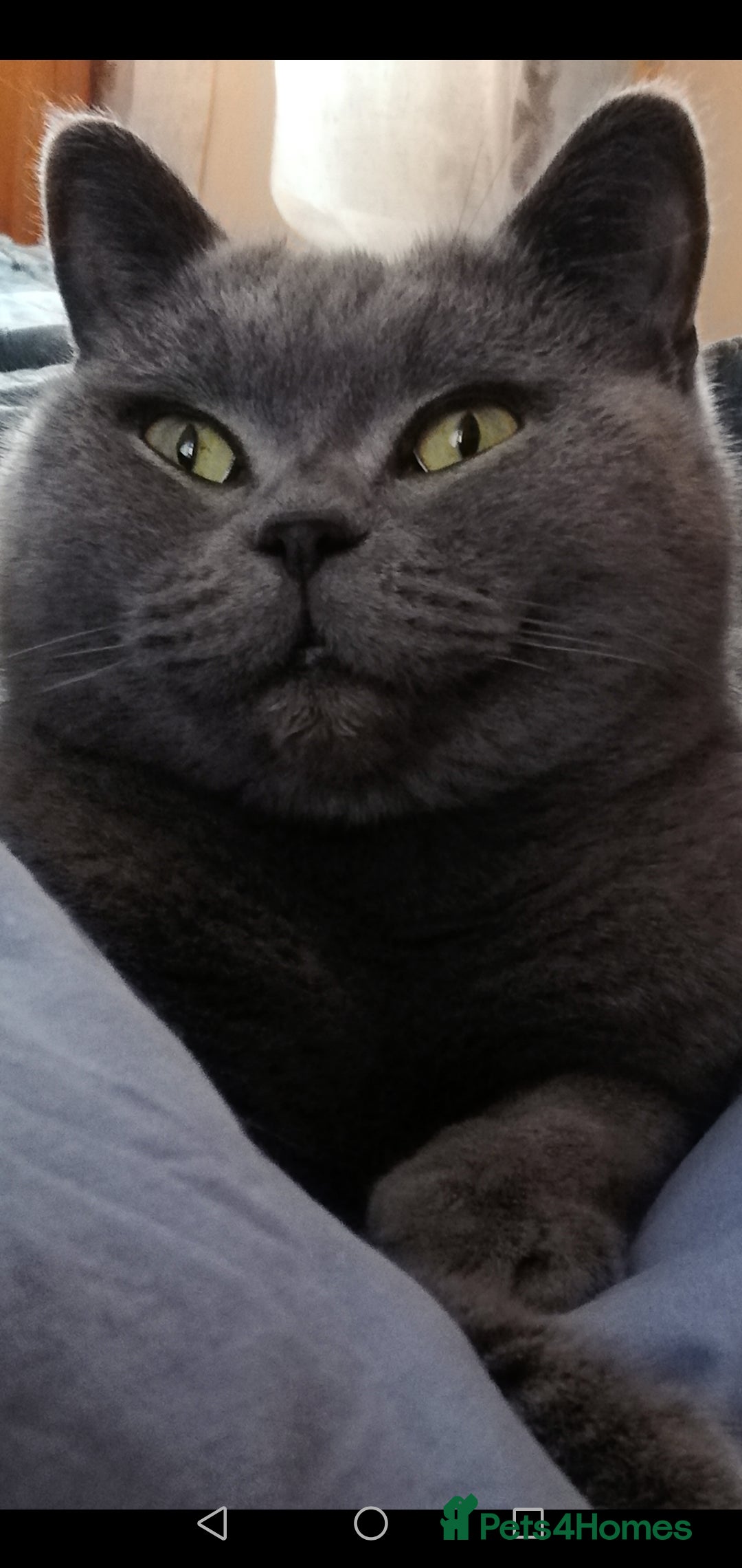 British Shorthair cats for sale: Pedigree British BSH girl for sale. Last one! - Image 7