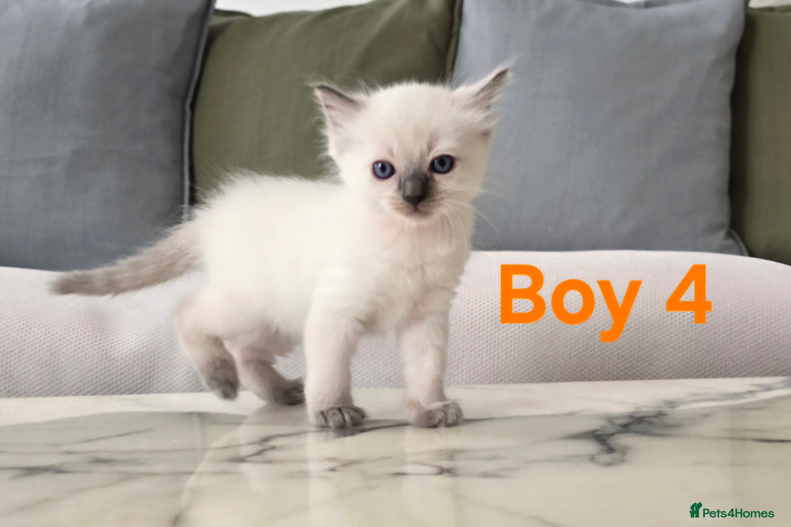 Ragdoll cats 🤍 Pure Ragdoll Kittens Ready Now - Advert 2