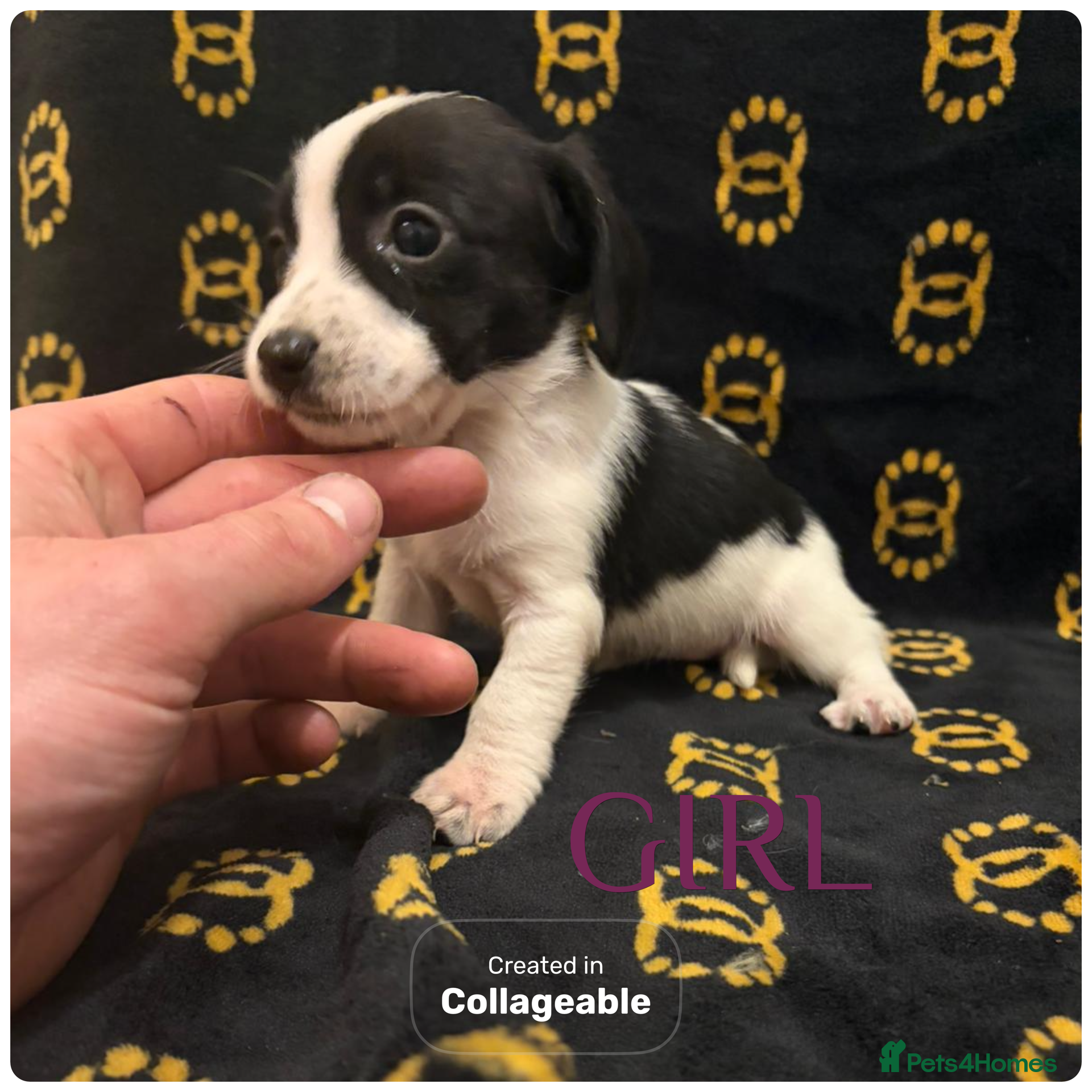 Mixed Breed dogs Cocker spaniel/ jack russels - Advert 3