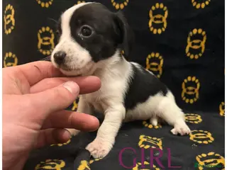 Mixed Breed dogs Cocker spaniel/ jack russels - Advert 3