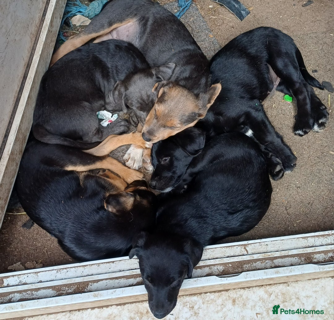 Jack Russell dogs for sale: Adorable Markiejack puppies - Image 28