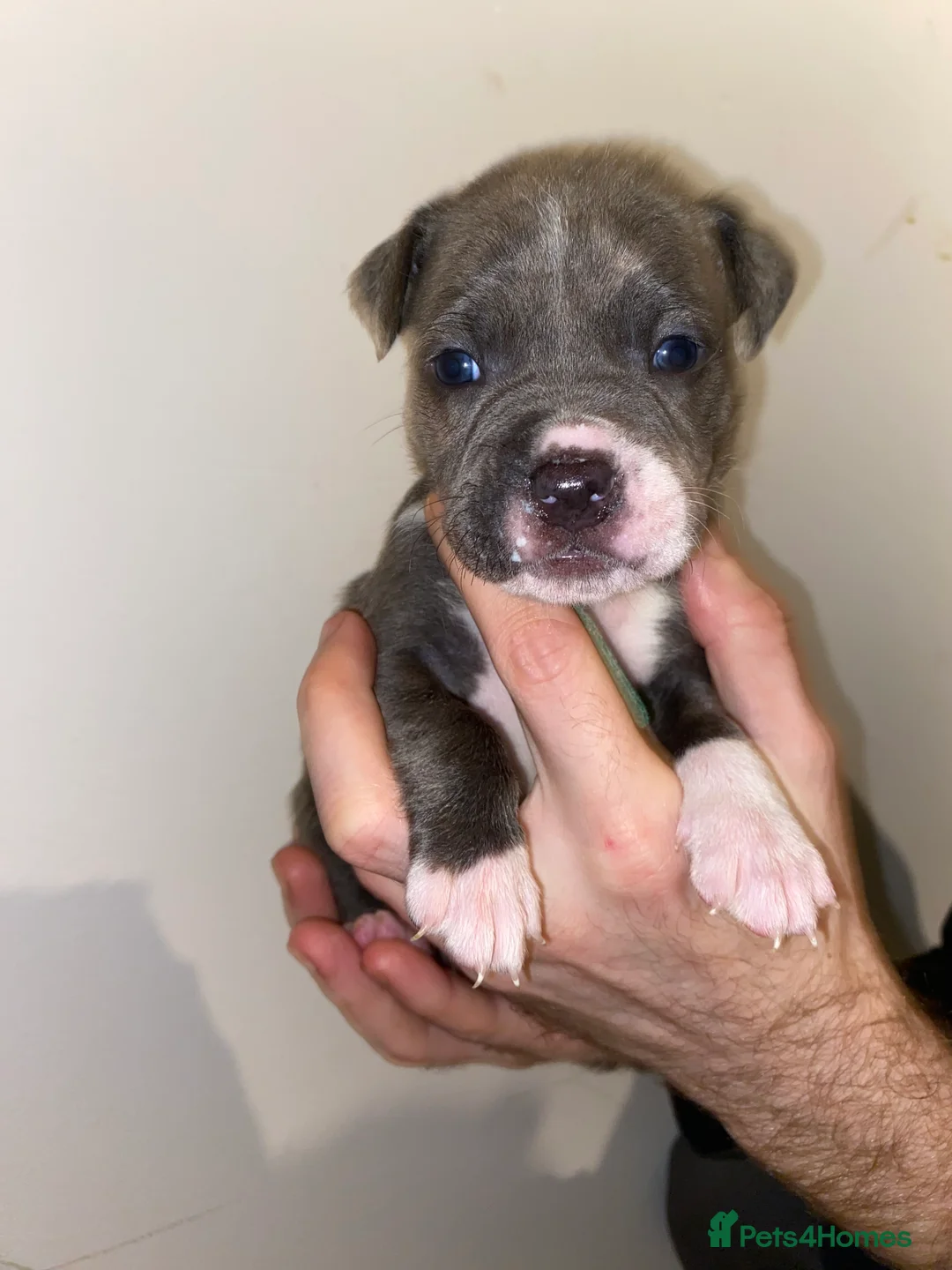 Mixed Breed dogs for sale: Pocket bully - Advert 8