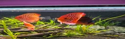 Discus fish for sale: Discus fish x 6 - Advert 4