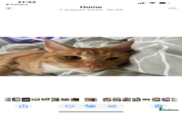 Domestic Shorthair cats for sale: Father& daughter cat Rehome. - Image 3