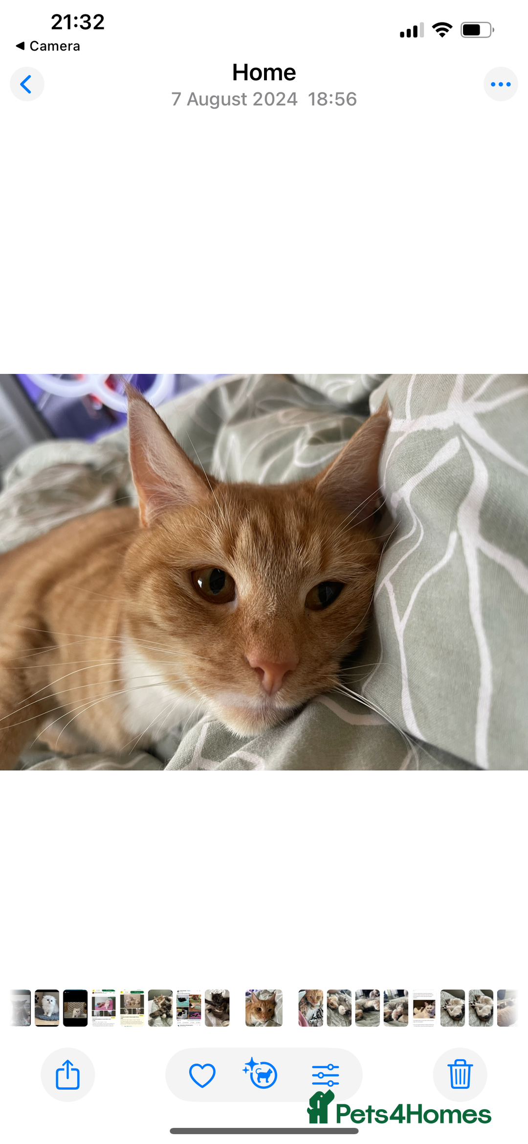 Domestic Shorthair cats for sale: Father& daughter cat Rehome. - Image 3