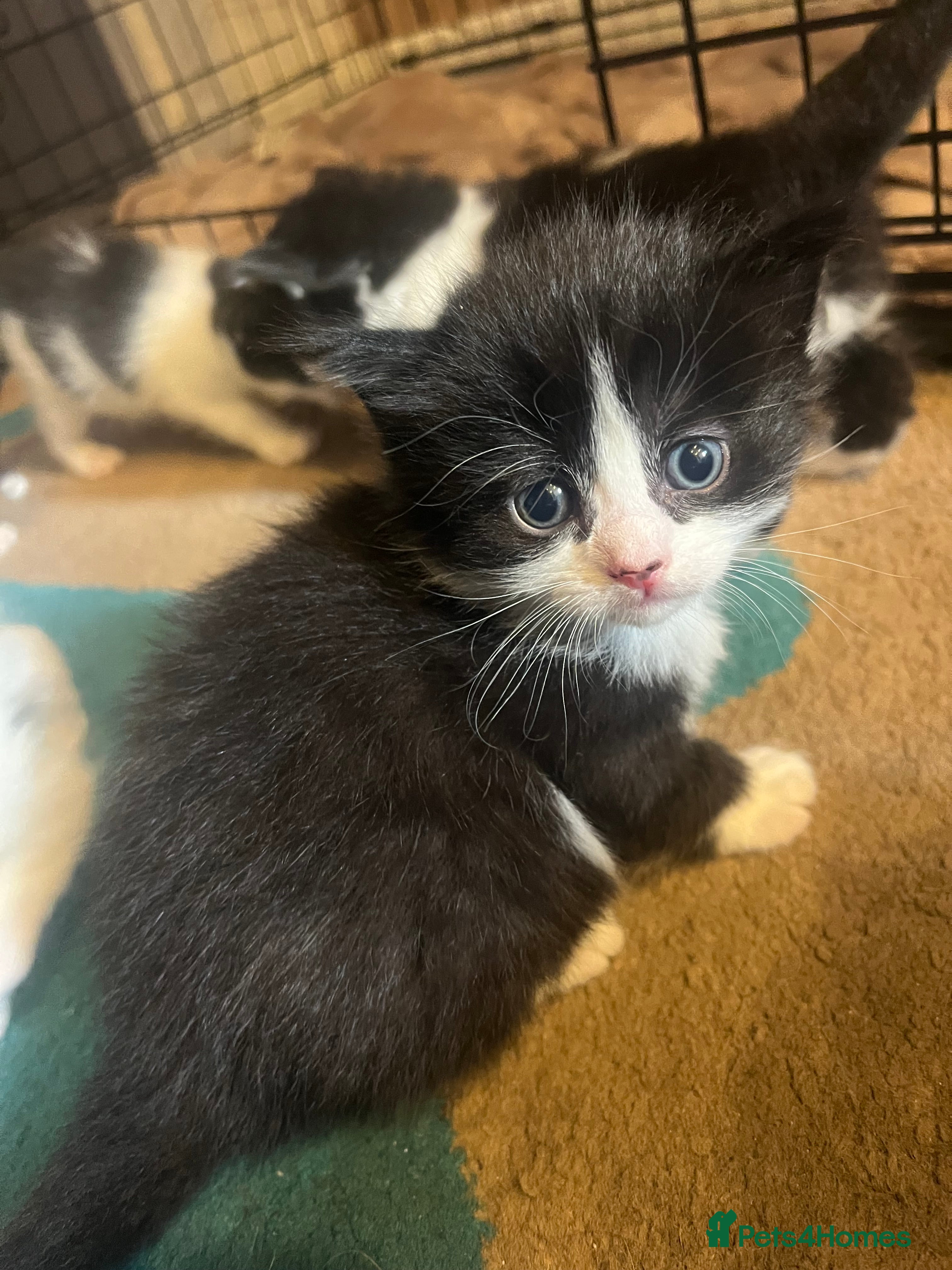 British Longhair cats Kittens for sale  - Advert 2