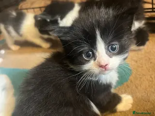 British Longhair cats Kittens for sale - Advert 7