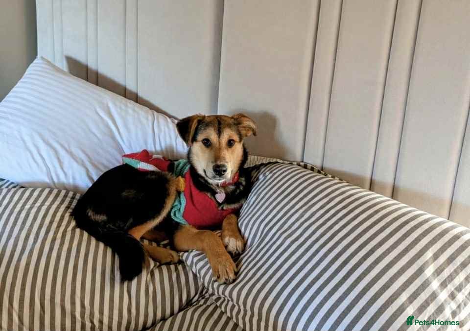 Mixed Breed dogs Mikka says “is it me you’re looking for ?”  in Tiverton - Advert 1