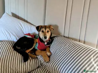 Mixed Breed dogs Mikka says “is it me you’re looking for ?” in Tiverton - Advert 1