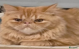Persian cats for sale: Ginger Red Male Persian Kitten for Loving Home in London - Image 6