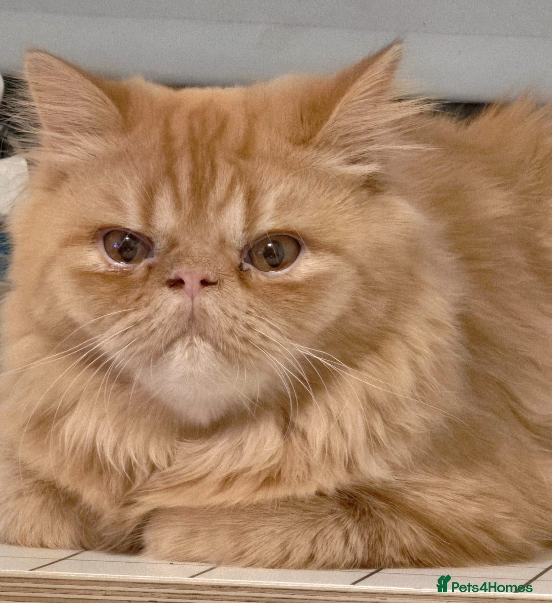 Persian cats for sale: Ginger Red Male Persian Kitten for Loving Home in London - Image 6