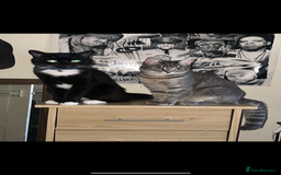 Mixed Breed cats for sale: 2 beautiful kittens left mixed breed - Image 11