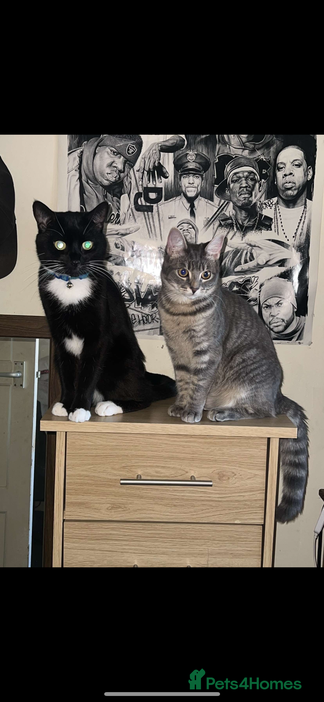 Mixed Breed cats for sale: 2 beautiful kittens left mixed breed - Image 11