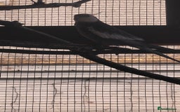 Cockatiels birds for sale: Young Male all grey mixed pied cockatiel  - Image 4