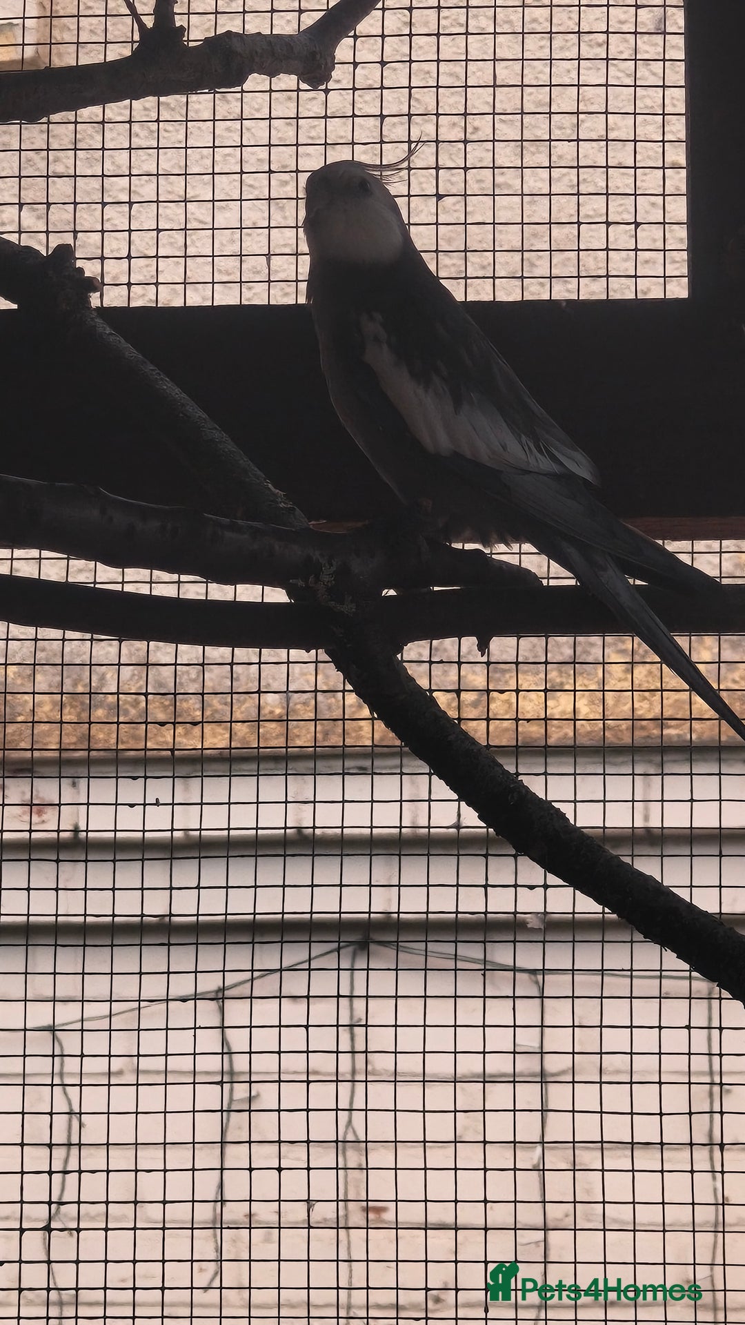 Cockatiels birds for sale: Young Male all grey mixed pied cockatiel  - Image 4