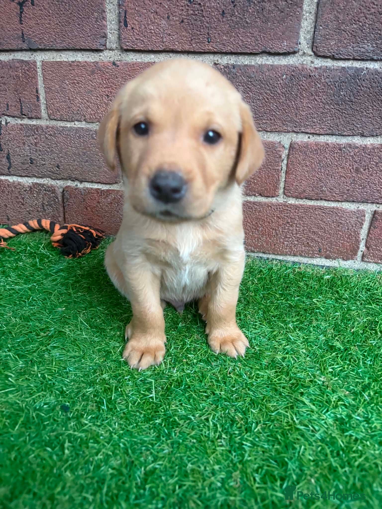 Labrador Retriever dogs KC REGISTERED WORKING LINE YELLOW LABRADOR PUPS - Advert 18