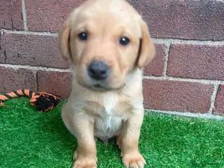 Labrador Retriever dogs KC REGISTERED WORKING LINE YELLOW LABRADOR PUPS - Advert 14