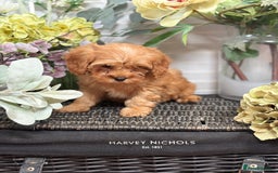 Cavapoo dogs for sale: Health tested TOY CAVAPOOS KC Parents - Image 34