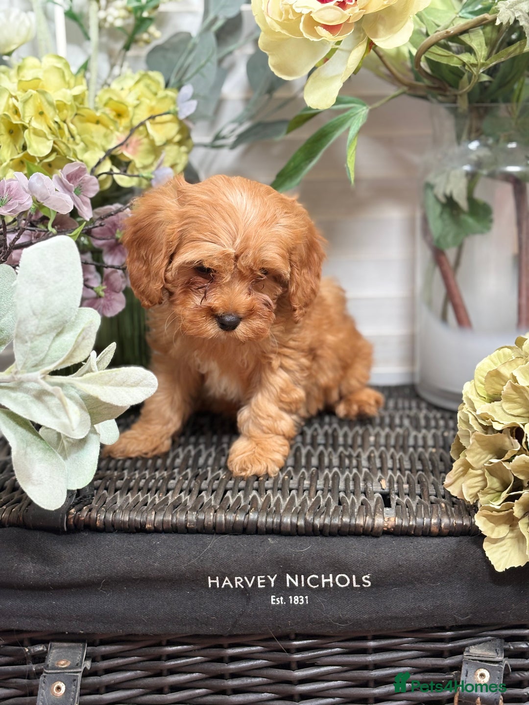Cavapoo dogs for sale: Health tested TOY CAVAPOOS KC Parents - Image 34