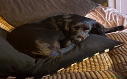 Sprocker dogs for sale: Luna  - Advert 2