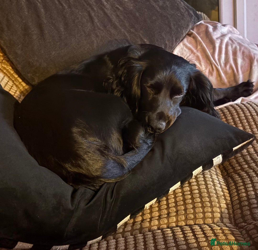 Sprocker dogs for sale: Luna  - Advert 2
