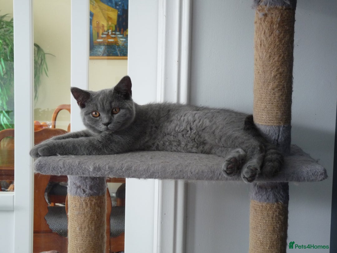 British Shorthair cats for sale: britsh short hair kittens  in Orpington - Image 20