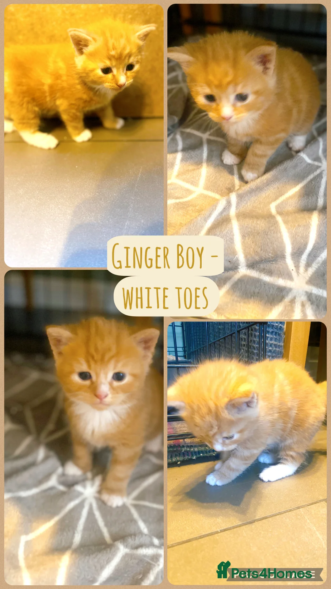 Mixed Breed cats for sale: Gorgeous Kittens with Wonderful Personalities - Advert 2