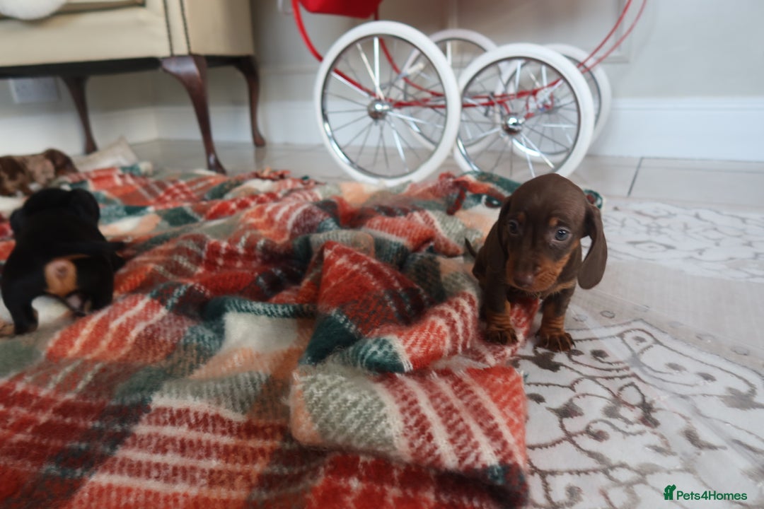 Dachshund dogs for sale: Dachshund puppy’s  - Advert 5