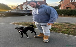 Mixed Breed dogs for sale: Milo the Pug X Collie  - Image 9