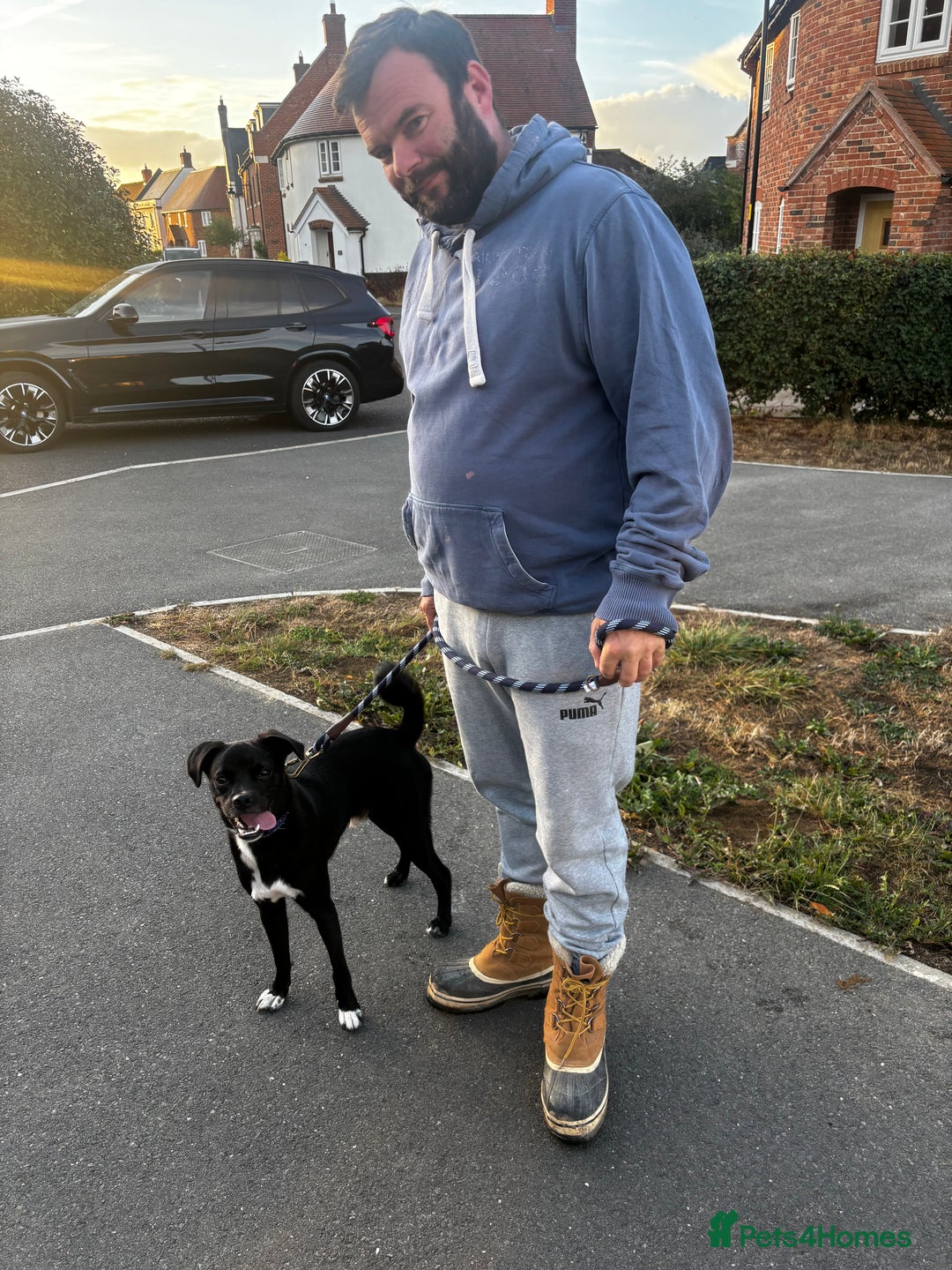 Mixed Breed dogs for sale: Milo the Pug X Collie  - Image 9