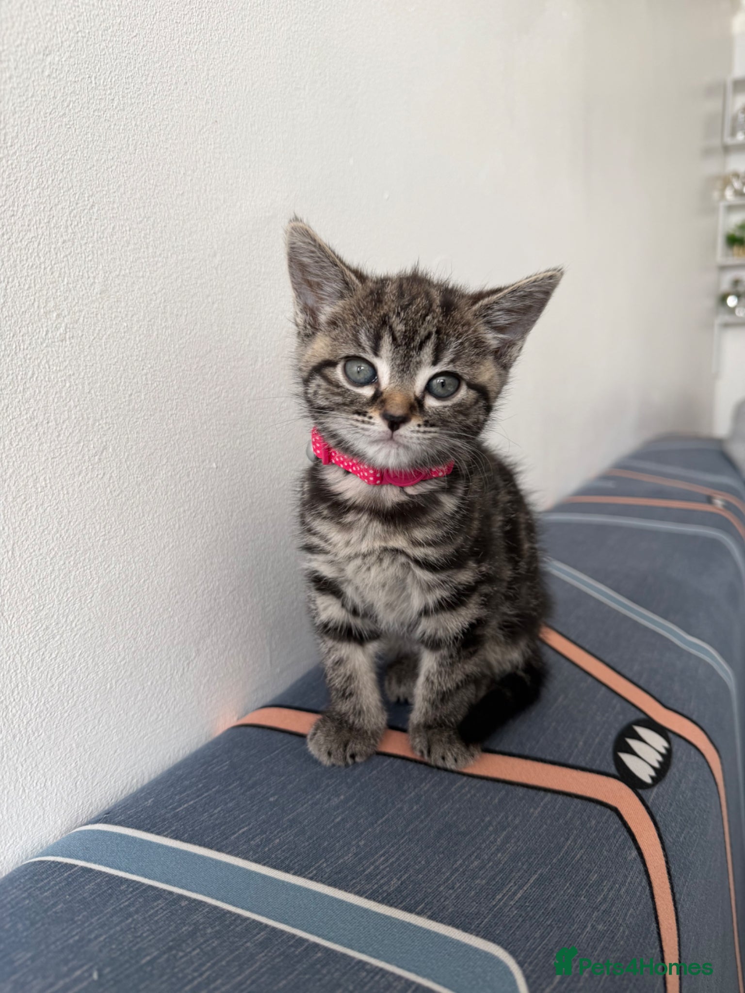 Mixed Breed cats SIAMESE X FEMALE KITTEN **AVAILABLE** - Advert 1