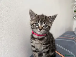 Mixed Breed cats SIAMESE X FEMALE KITTEN **AVAILABLE** - Advert 1