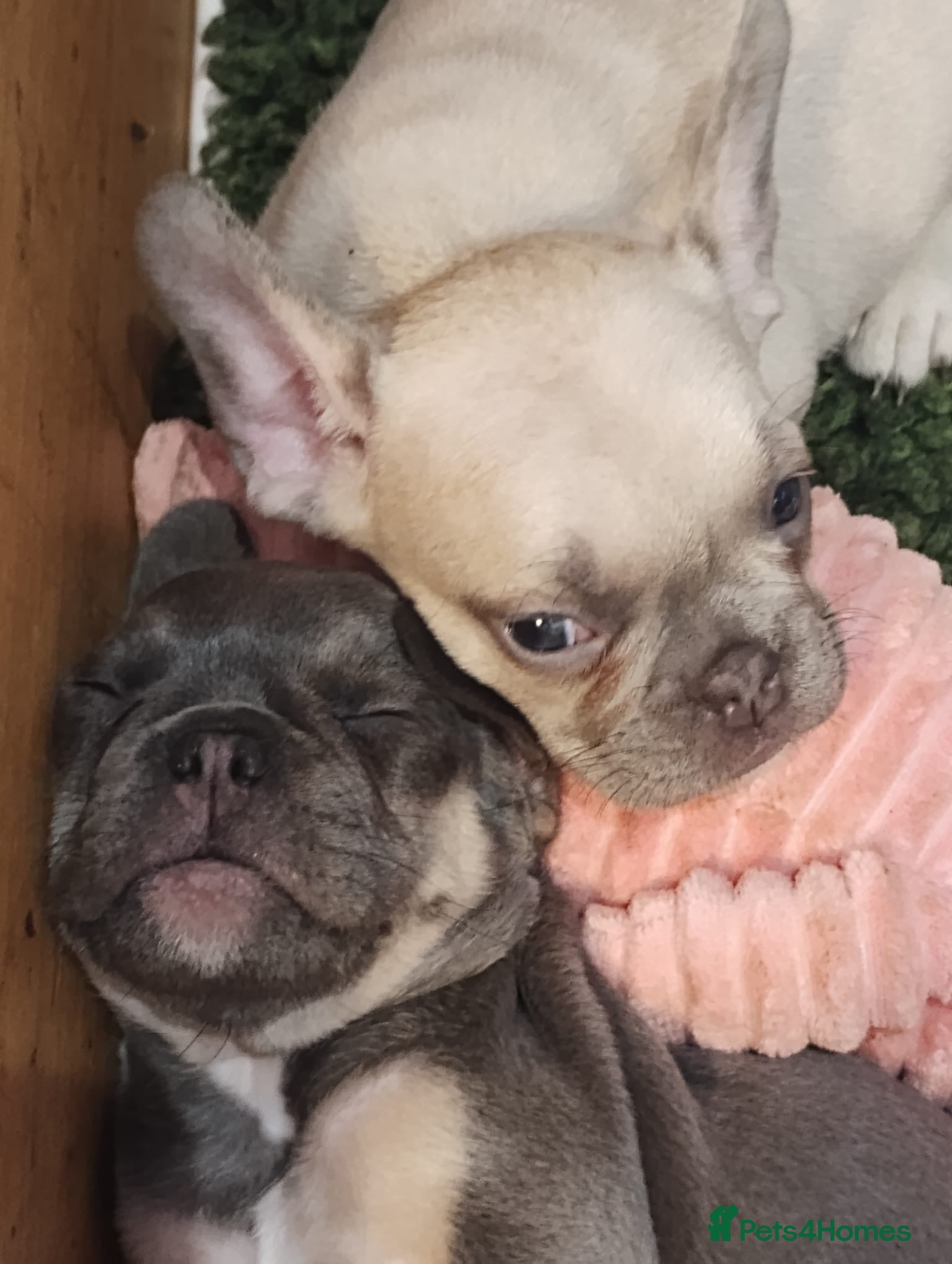 French Bulldog dogs 7 month old Frenchie girls - Advert 1