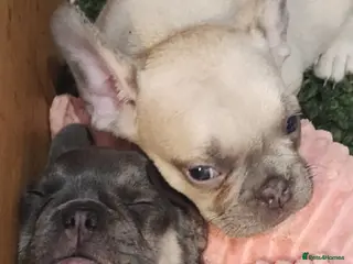 French Bulldog dogs 7 month old Frenchie girls loveable and cute - Advert 1