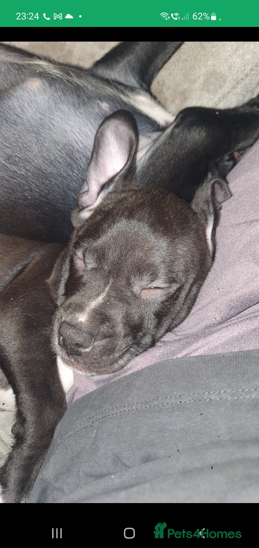 Staffordshire Bull Terrier dogs for sale: 2 boy pups Staffies - Image 6