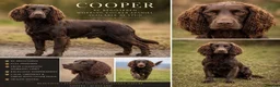 Cocker Spaniel dogs for stud: KC Registered Liver Working Cocker Spaniel Stud in Shotts - Advert 2