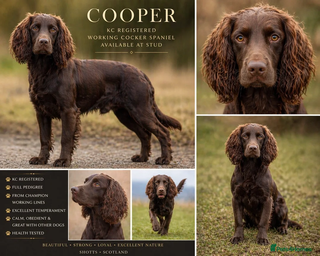 Cocker Spaniel dogs for stud: KC Registered Liver Working Cocker Spaniel Stud in Shotts - Advert 2