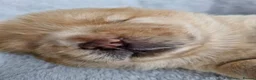Chow Chow dogs for sale: Show stopping DWKC chow chow pups - Advert 9