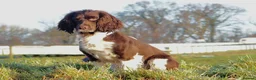 Sprocker dogs for sale: Spaniel puppies  in Melksham - Advert 5
