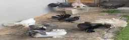 Pigeons birds for sale: Indian fantail  - Advert 3