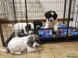 Cockapoo dogs Cockapoo Puppies F1! - Advert 8
