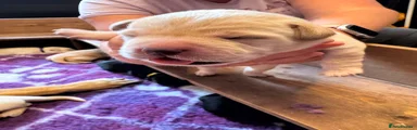 Labrador Retriever 4