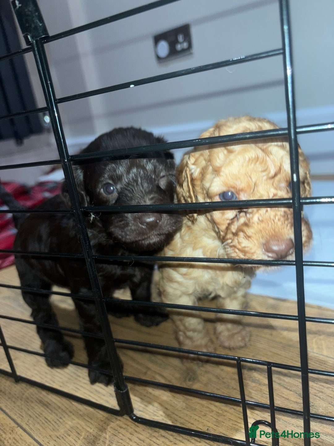 Cockapoo dogs for sale: 5 cockapoo puppies for sale 4 boys and 1 girl  - Advert 11